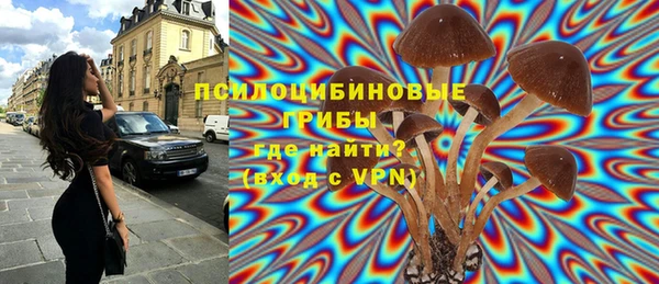 шишки Арсеньев